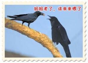 乌鸦为什么是黑的，乌鸦为什么是黑的是中国第一部（天下乌鸦可不是一般黑）