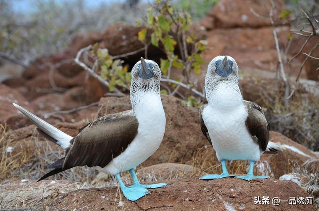 一个东一个鸟怎么读，一个东一个鸟怎么念（见过好多鸟名生僻字）