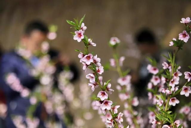 春风十里不如你下一句,十里春风别墅(今日惊蛰:春风十里不如你) 春风十里不如你下一句,十里春风别墅(今日惊蛰:春风十里不如你)