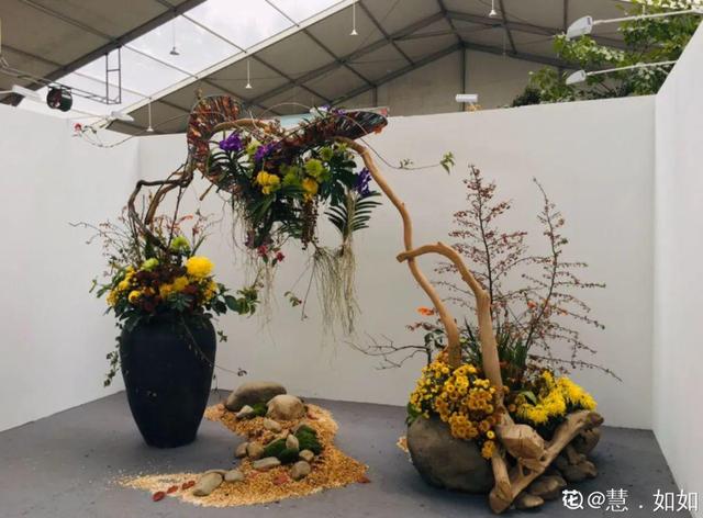 荷花有几种颜色，莲花有几种颜色分别是象征什么（1盆菊花售价1.2万）