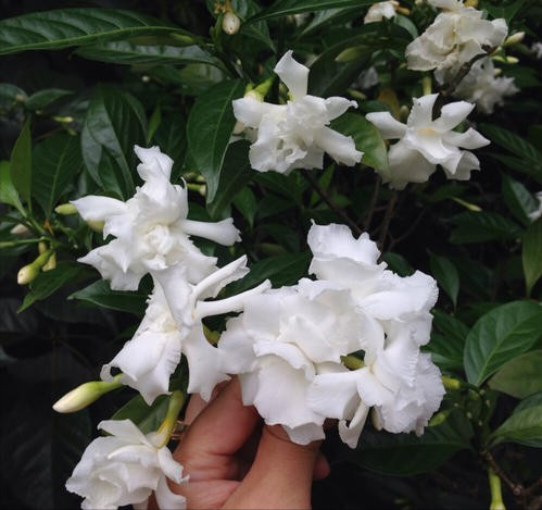 韭莲怎么养，韭菜莲有毒吗 韭菜莲怎么养（被“名字”耽误一生的花）