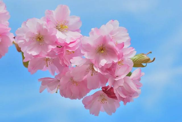 花柄花梗茎的区别，花梗和花茎的区别（一树一树的花花花花花花开）