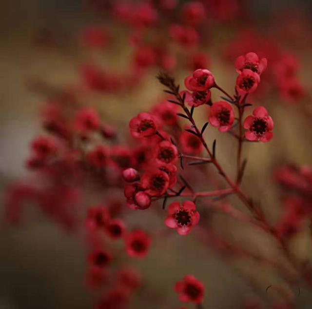 红腊梅花语，红色腊梅花花语（鲜花的一千零一种表达方式腊梅花花语）