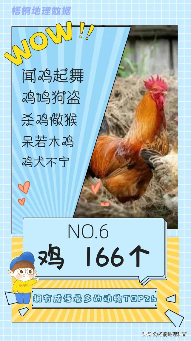 关于猫的词语有多少个，关于猫的词语有多少个词语（盘点哪种动物拥有的成语最多）