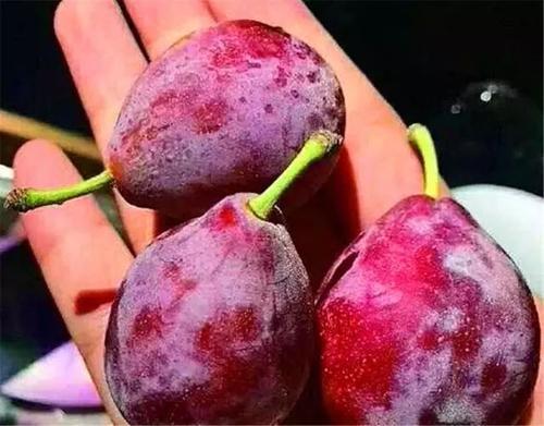 西梅是李子的一个品种吗，西梅和李子是一个品种吗（李子跟西梅有什么区别）