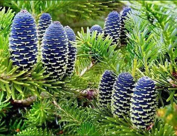 松树是什么样子的，松树长什么样子图片（科普答疑：松树会开花吗）