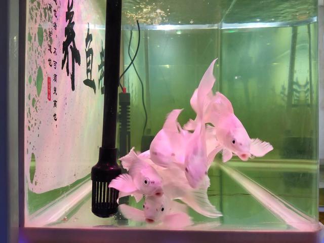 自来水可以养鱼吗，自来水能养鱼吗（不困水、不养水自来水直接入缸）