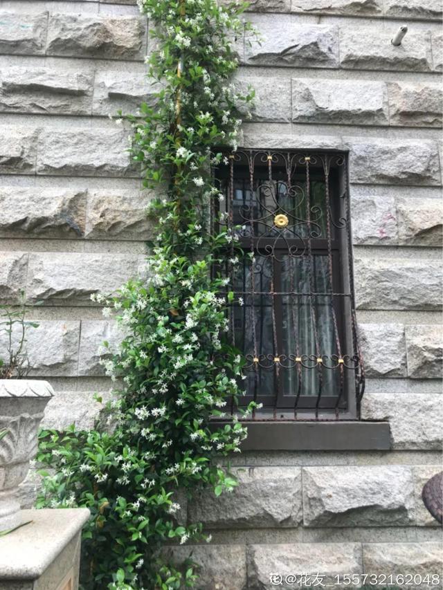 类似爬山虎的植物有哪些，除了爬山虎还有什么植物（7种超强繁育能力爬墙花）