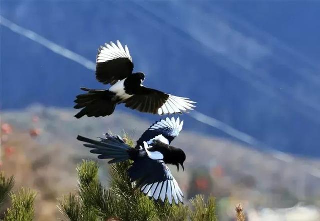 迥巴藏戏，迥巴藏戏 郎杰次仁事迹材料（遇见古碉·藏寨·美人谷）