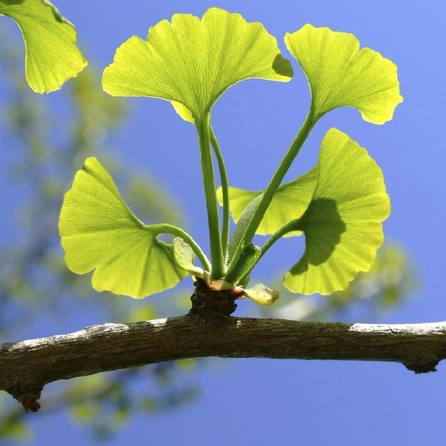 银杏树的特点具体有哪些，银杏树有什么特点（怎么就成濒危物种了）