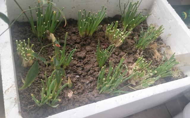 家庭小葱种植方法，小葱种植方法家庭版（一年四季郁郁葱葱）