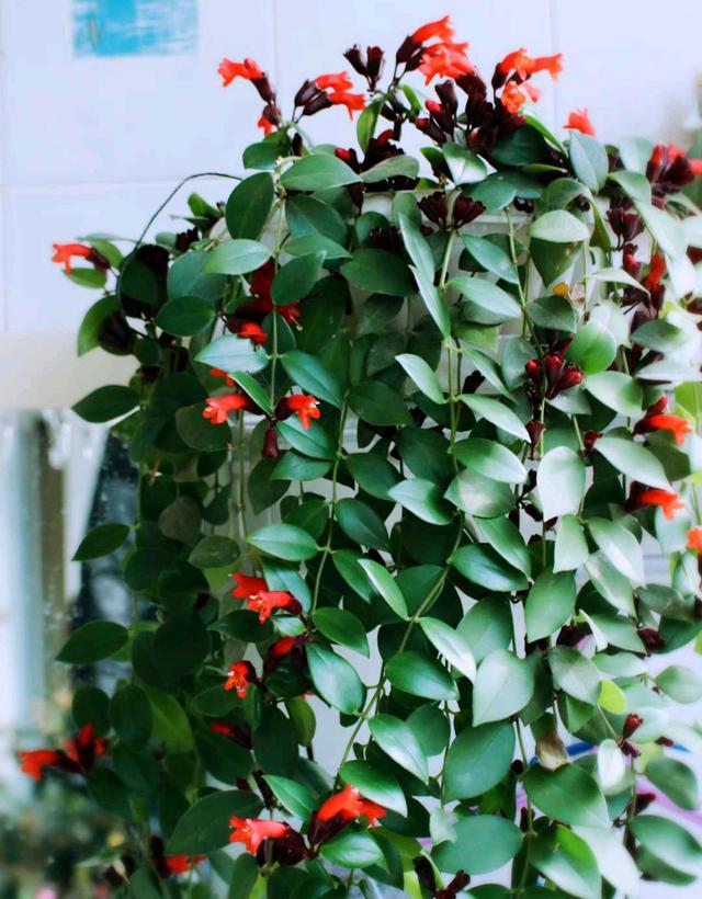 适合家里养的32种花，家里养什么花好（”家居盆花100种）