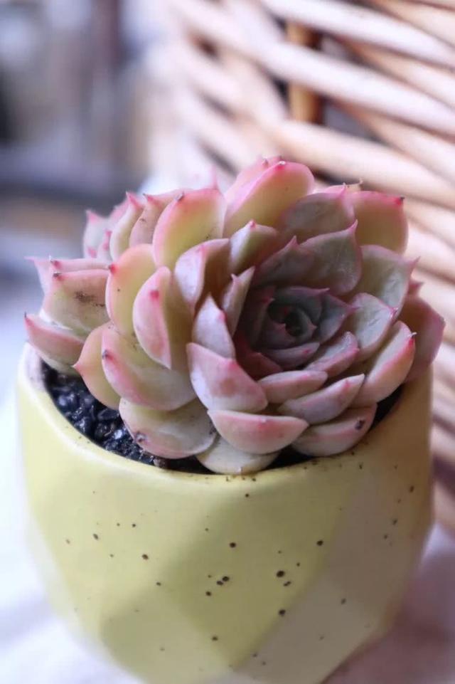 丸叶松绿怎么养，丸叶松绿的叶子可用来繁殖吗（养多肉，记名字，预防老年痴呆）