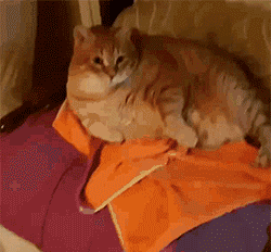 猫一天吃多少猫粮，成年猫一天吃多少猫粮（猫一顿饭要吃多少才够营养）