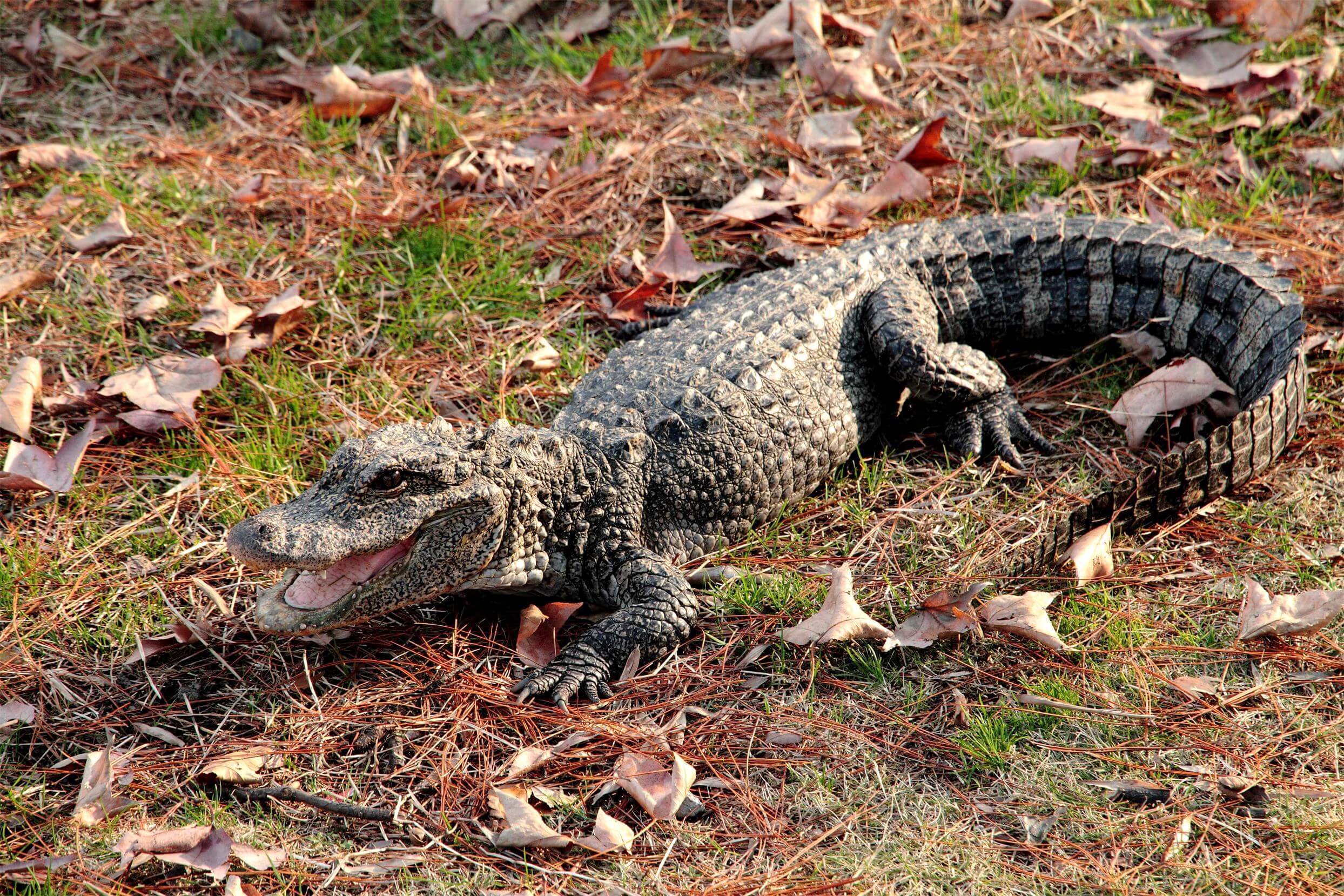 扬子鳄会跑进来吗