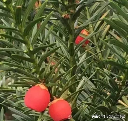 红豆杉木材是红木吗，红木是红豆杉吗（红豆杉木的四大优点）