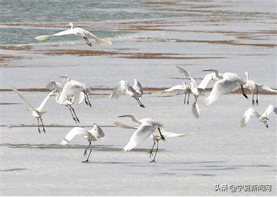 盐池县属于哪个市，吴忠市属于哪个省（人民日报点赞宁夏盐池）