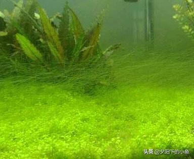 刚毛藻怎么除，刚毛藻如何去除（7种藻和去除方法）