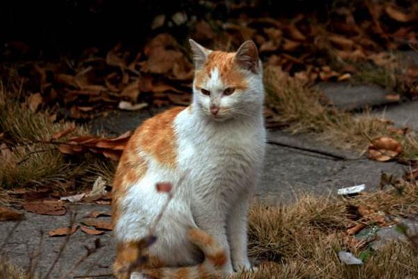 猫吃了死老鼠活多少天 猫吃了死老鼠中毒了能存活几天