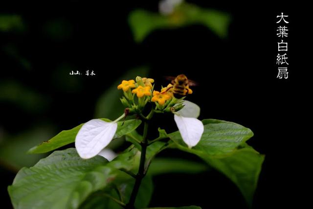 夏日里的江南山野奇花，玉叶金花白纸扇