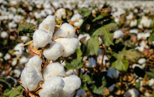 ngo是什么意思，ngo是什么意思网络用语（BCI哪儿来的勇气）