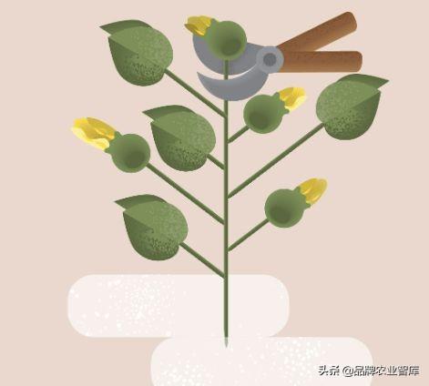 独果是什么，独果是真的吗（吃水果吃掉一套房、几辆车）