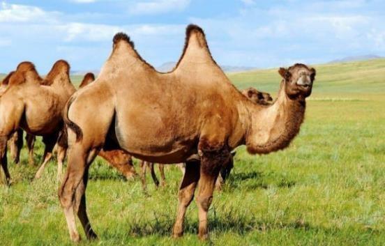 哺乳动物有哪些，世界上哺乳类动物有哪些（哺乳类动物和图片）