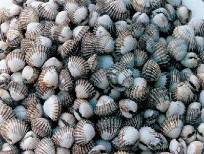 蝤蛑(由蒙)——青蟹白穴——泥蟹棺材蟹——招潮蟹虎蠓——斑纹蟳江蟹