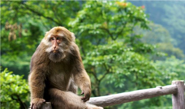 峨眉山有哪些好玩的，峨眉山旅游攻略（四川峨眉山攻略）