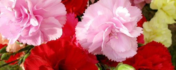 康乃馨种子怎么养，康乃馨花的养殖方法（康乃馨的种子养殖方法和注意事项）