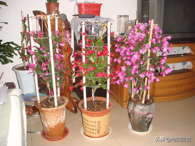 蟹爪兰的养护方法，蟹爪兰的日常养护方法（蟹爪兰养护要点）