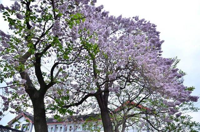 泡桐木好吗 泡桐木家具的优缺点，泡桐木好吗（泡桐：做家具不行的它）