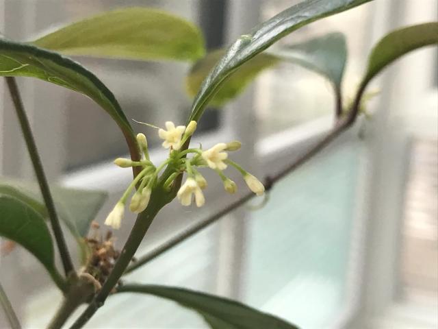 月桂树是每月开花吗，月桂树是不是每月开花（芳香四溢的四季桂花-月月桂的花期）