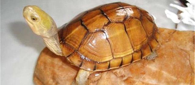 家里养乌龟有什么好处呢，家里养乌龟有啥好处（为什么会爱上养龟）