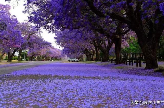 蓝花楹的花语，因一棵树而恋上一座城