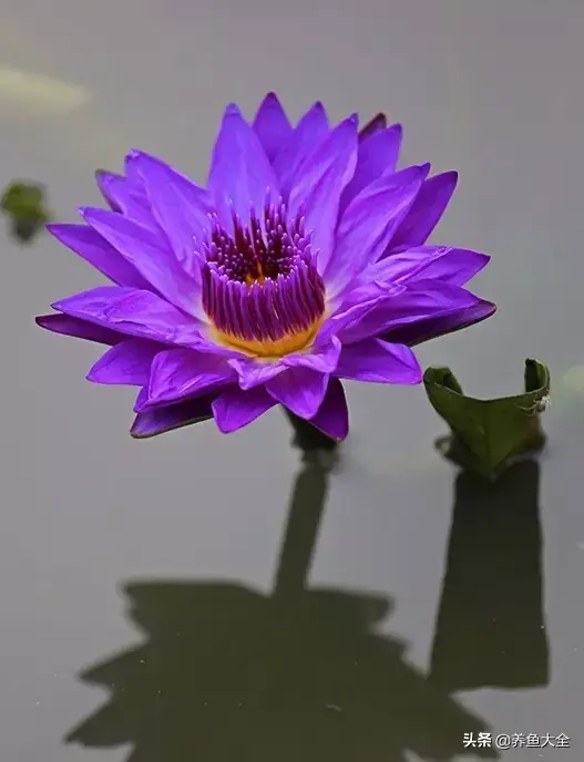 莲花的别称有哪些，莲花的别称有哪些拼音（ 太齐全太珍贵了）