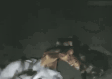 关于椰子蟹介绍，关于椰子蟹介绍的作文（如今在当地居民餐桌上挣扎）