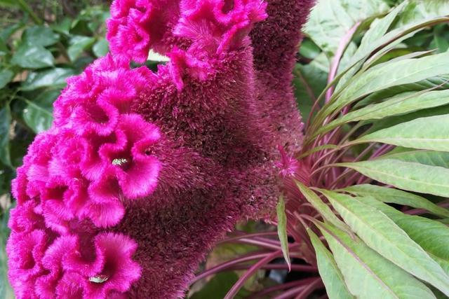 鸡冠花什么时候开，鸡冠花什么时候开花（鸡冠花什么时候开花一天之内）