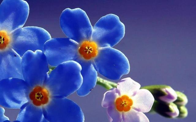 勿忘我花语，勿忘草中永恒爱（勿忘我鲜花图片）