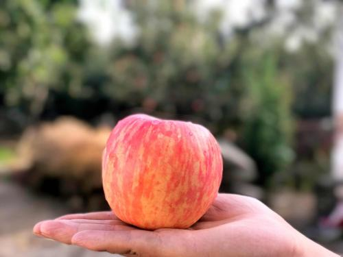 相见恨晚的5大珍果，四季珍果（相见恨晚的5大水果）