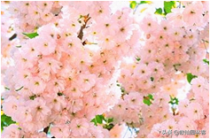 中国樱花有几个品种，中国樱花树品种（这81种樱花）