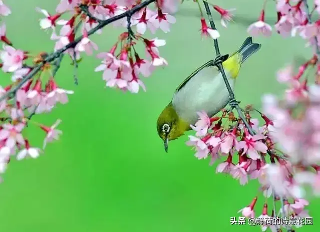 关于春天的诗歌，写给春天的诗歌仿写三年级（隔屏都感觉到了盎然生机与活力）