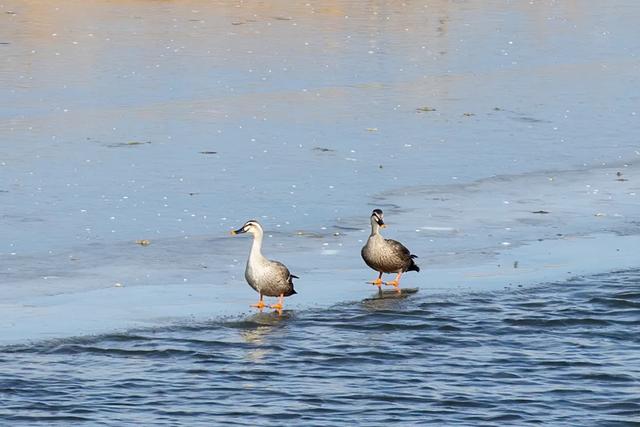 野鸭的种类有哪些，野鸭子有哪几种（TA就是野鸭中最靓的仔）