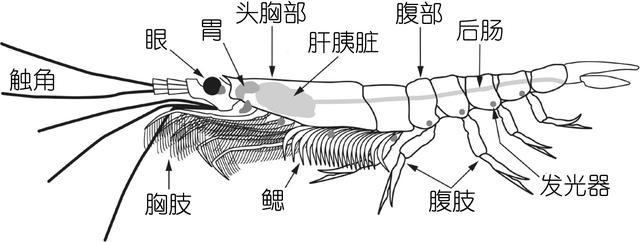 北极甜虾和普通虾的品种区别，如何鉴别对虾、罗氏虾、北极甜虾……一文解决“虾”认识