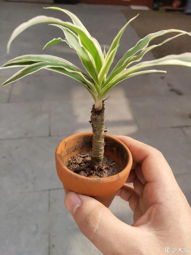 吸收甲醛的植物，哪种植物具有吸收甲醛的功能（净化空气最厉害）