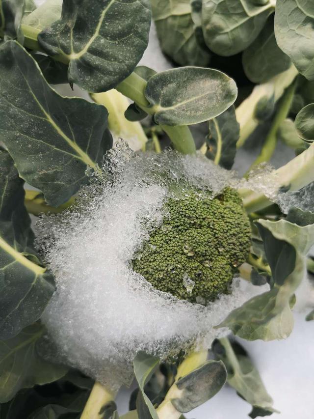 西兰花种植时间和方法，西兰花的种植方法（西兰花北方地区反季露地越冬高效栽培技术）