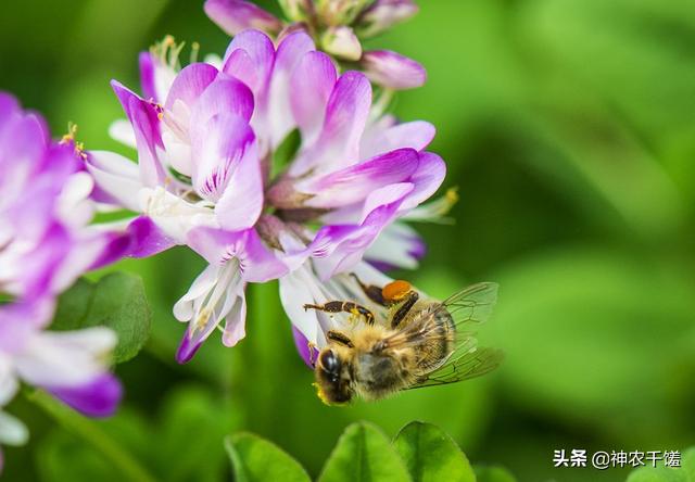 紫云英蜂蜜比较好，紫云英蜜及紫云英蜜的特点