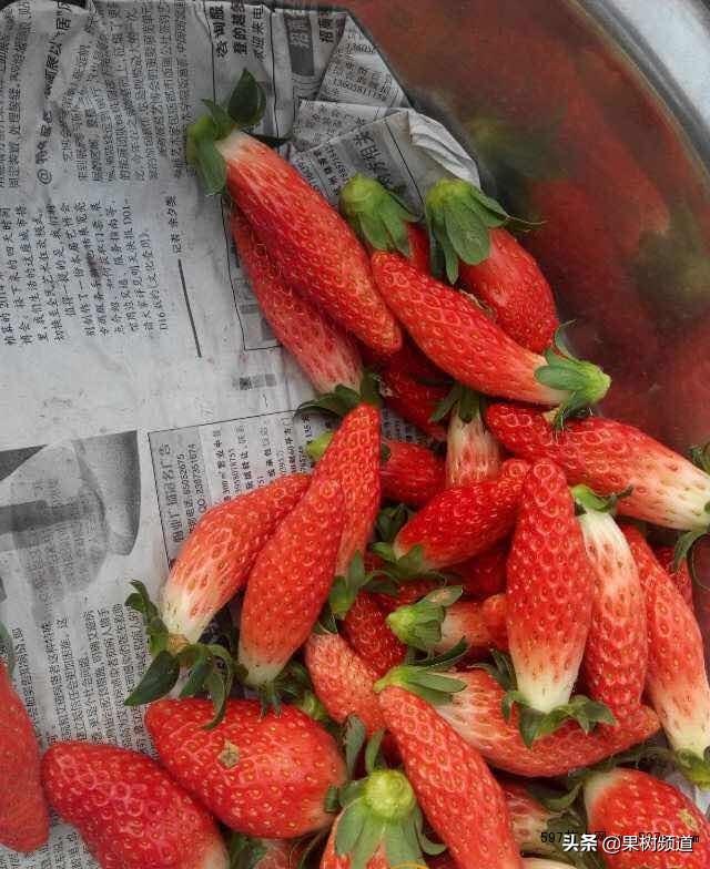 04.香蕉草莓的种植前景怎么样?