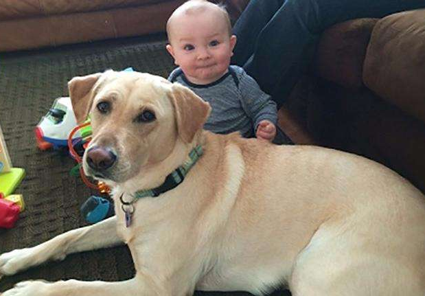 德国黑贝多少钱一只，最受孩子“欢迎”的6种狗（德国黑贝的价格）