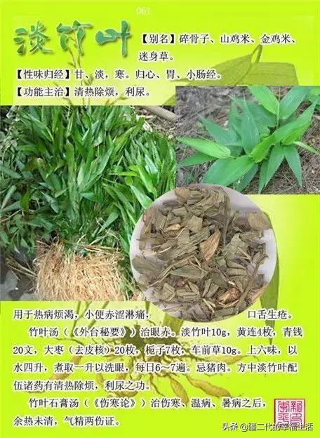 常见中草药图谱，中草药经典图谱（让你知道常用药都长啥样）